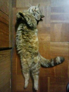 ちょび