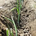 植えた長ネギの苗。土のかたまりがごろついているところが、テキトーな感じですね。