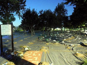 シートがかけられ、無残な姿となっていた都立尾久の原公園内の芝生広場。（撮影／池田こみち）