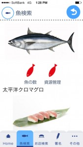太平洋クロマグロは下向きの赤色の魚種。（写真／花岡和佳男・グリーンピース）