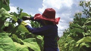 タバコ農場で働く15歳の少女。米国ノースカロライナ州。（©2013 Human Rights Watch）