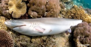 フカヒレとして食すヒレ部分だけを切り取られ、海洋に投棄されたサメ。(C）SHARK SAVERS