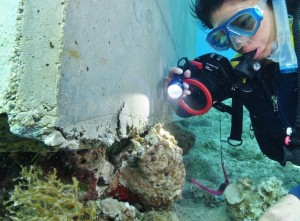 コンクリートブロックで押しつぶされたサンゴ類＝２月14日、名護市辺野古沖。（提供／琉球新報社）