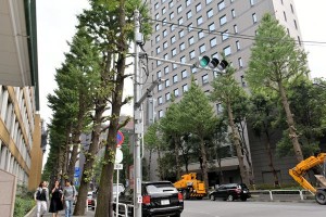 千代田区により枝の一部を落とされたイチョウの大木。（撮影／伊田浩之）