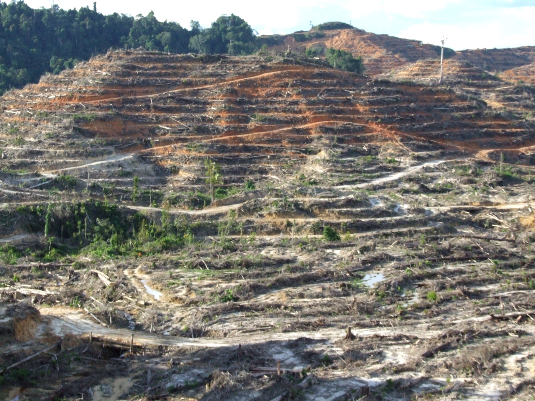 熱帯 林 の 破壊